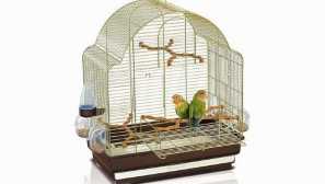 Jak chytit papoušek?